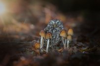owl-and-mushrooms-tanja-brandt-2__880