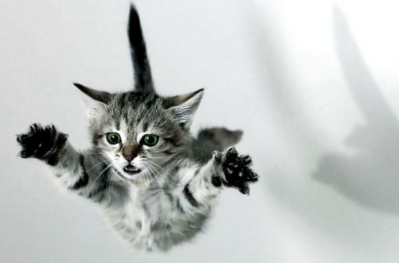 caduta-gattook-copia